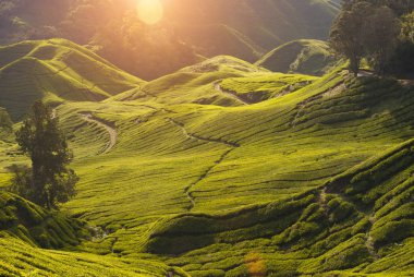 sabah cameron highlands