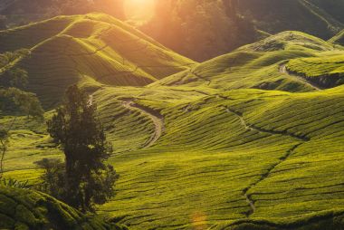 sabah cameron highlands