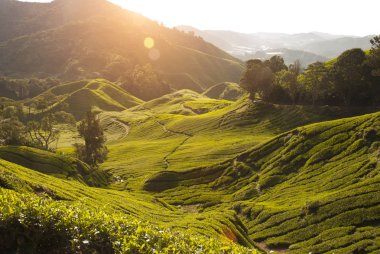 sabah cameron highlands