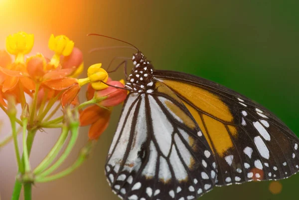 Hermosa mariposa en las flores — Foto de Stock