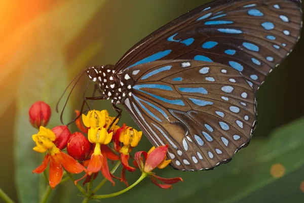 Krásný motýl na květinách — Stock fotografie