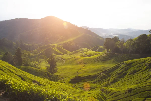 Ráno v cameron highlands — Stock fotografie