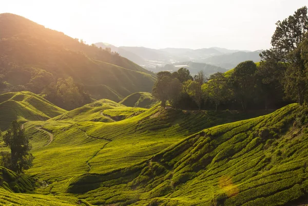 Ochtend in cameron highlands — Stockfoto