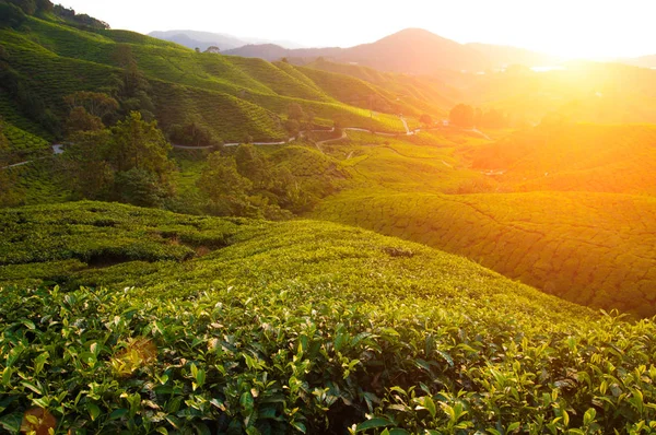 Ochtend in cameron highlands — Stockfoto