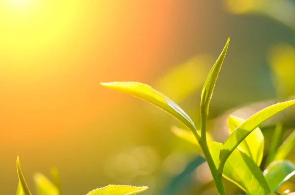 Groene theebladeren — Stockfoto