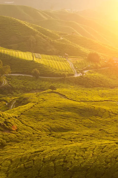 Ochtend in cameron highlands — Stockfoto