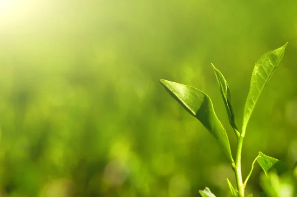 Green tea leaves — Stock Photo, Image