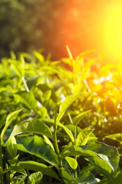 yeşil çay yaprakları