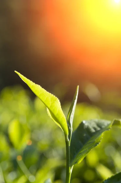 Green tea leaves — Stock Photo, Image