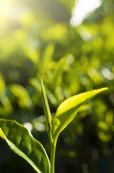 Groene theebladeren — Stockfoto