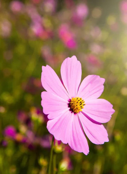 ピンクフィールドの花 — ストック写真
