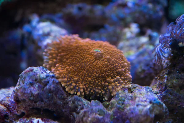 Koral pomarańczowy Ricordea yuma — Zdjęcie stockowe