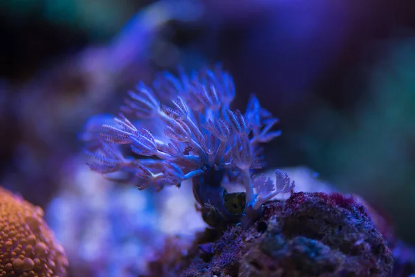 Pulsing Xenia coral — Stock Photo, Image