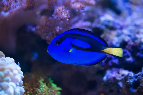 Modré paracanthurus hepatus — Stock fotografie