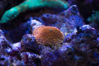 Orange Ricordea yuma mercan