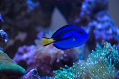 Blue Paracanthurus hepatus