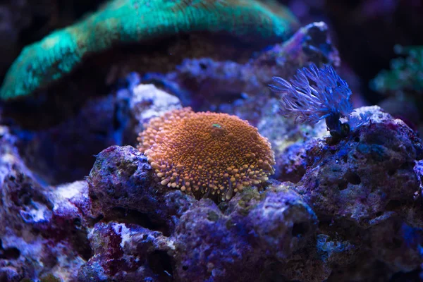 Orange Ricordea yuma mercan