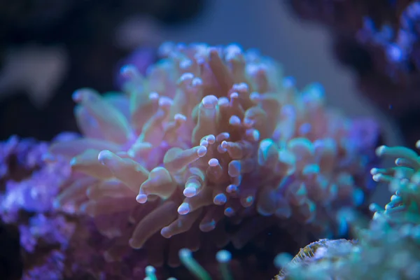 Corales en el fondo del océano — Foto de Stock