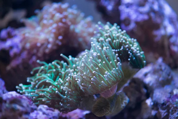 Korale na dnie oceanu — Zdjęcie stockowe