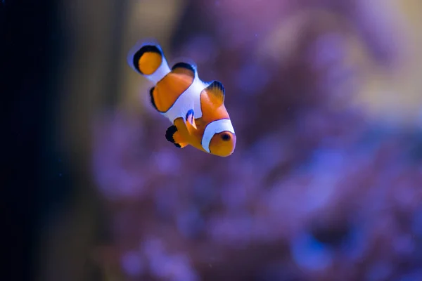 Pesce pagliaccio che nuota nell'oceano — Foto Stock