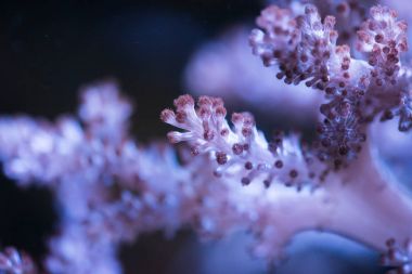 Renkli okyanus mercan