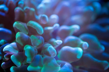 Renkli okyanus mercan