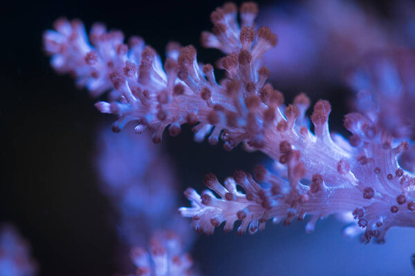 Colorful ocean corals