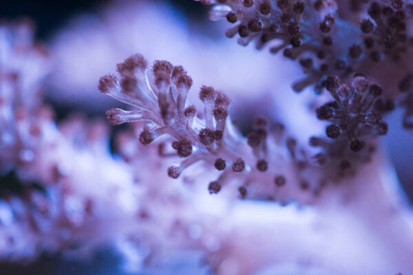 Colorful ocean corals