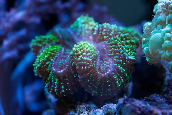 Colorful ocean corals — Stock Photo, Image