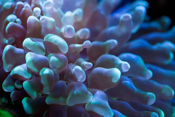 Corais oceânicos coloridos — Fotografia de Stock