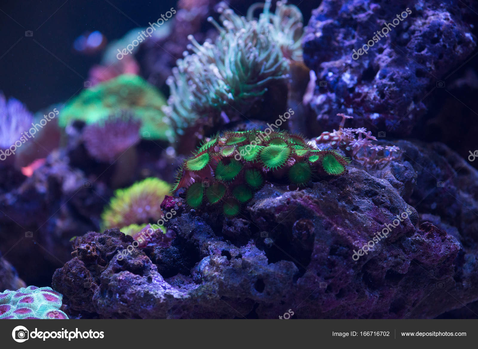 green zoa coral stock