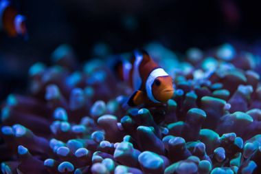 Okyanusta renkli palyaço balığı