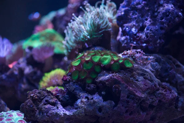 Corallo di zoa verdi — Foto Stock