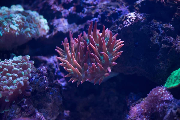 Punta di bolla rossa anemone — Foto Stock