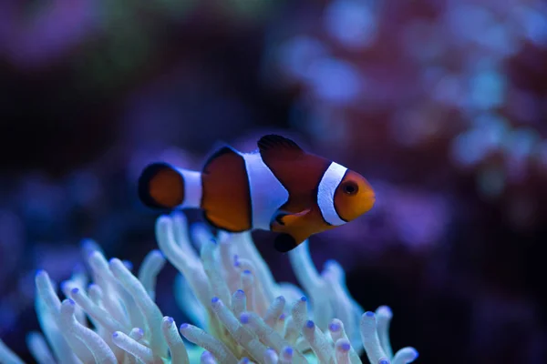 Цветные клоуны в океане — стоковое фото