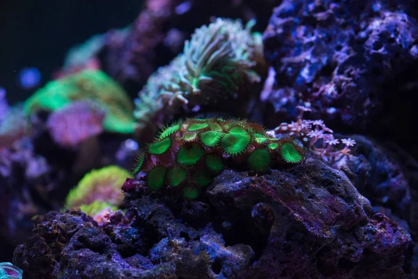 Green zoa coral — Stock Photo, Image