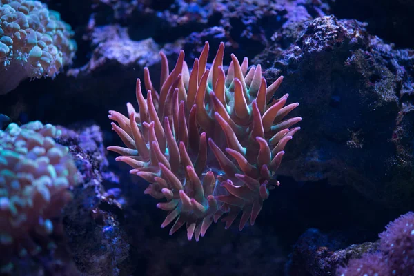  kırmızı balon ipucu anemon