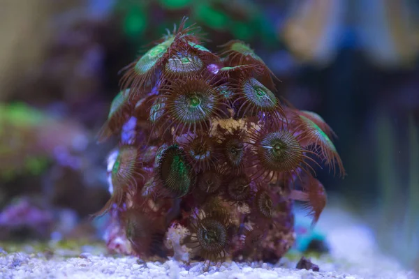 Palythoa button coral — Stock Photo, Image