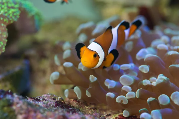 Colorful clownfish in ocean — Stock Photo, Image