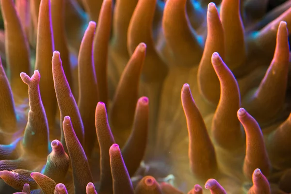 Red bubble tip anemone — Stock Photo, Image