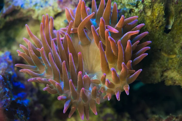  kırmızı balon ipucu anemon