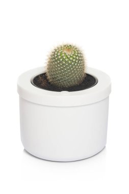 kaktüs pot yakın çekim 