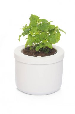 Melisa bir tencere içinde yakın çekim 