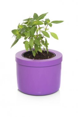 kekik bir tencerede yakın çekim 