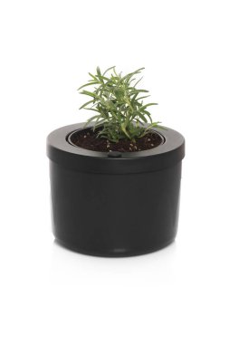 Rosemary bir tencerede yakın çekim 