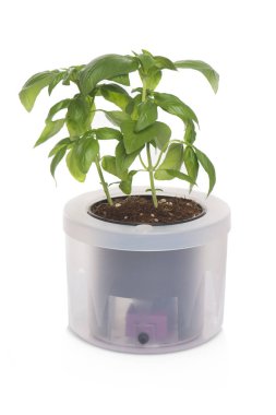 fesleğen tencerede yakın çekim 