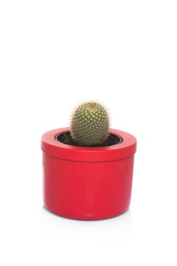 kaktüs tencerede yakın çekim 