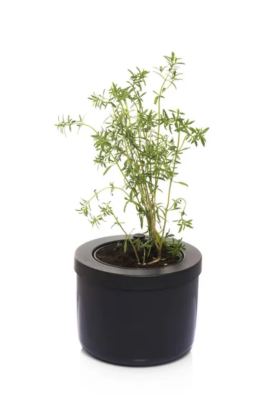 Thyme Pot Close — Stock Photo, Image