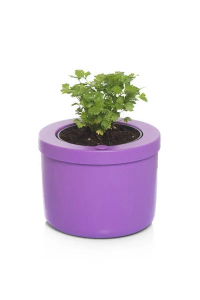 Parsley Pot Close — Stock Photo, Image