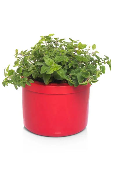 Oregano Pot Close — Stock Photo, Image